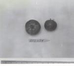 Click for 1 image(s) for this accession. FRUIT